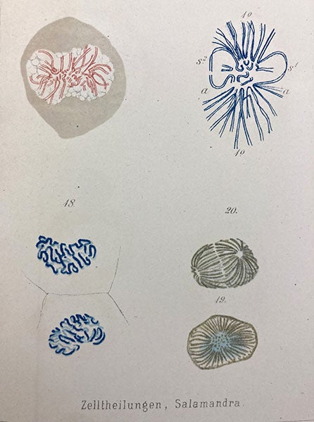 Chromatin at various stages of mitosis, detail of plate 18, “Beiträge zur Kentness der Zelle und ihrer Lebenserscheinungen,” by Walther Flemming, Archiv für Mikroskopische Anatomie, vol 16, 1879 (The Linda Hall)