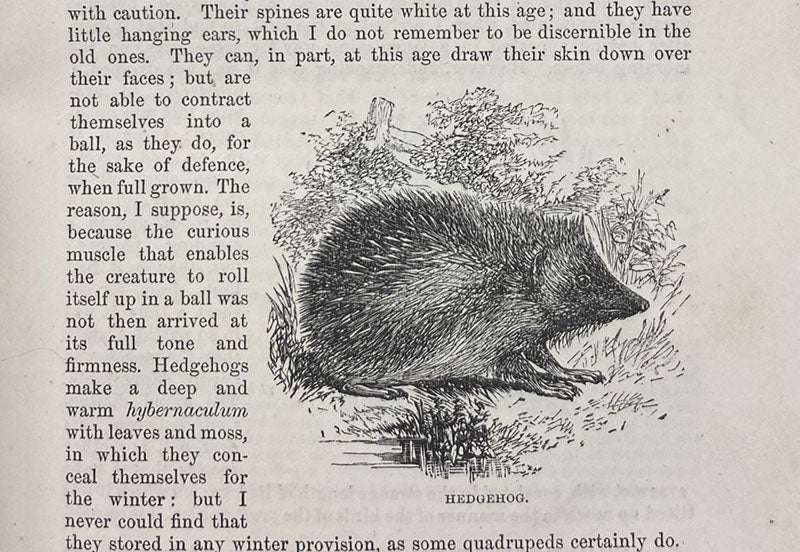 Hedgehog, wood engraving, The Natural History and Antiquities of Selborne, by Gilbert White, edited by William Jardine, 1853 (Linda Hall Library)