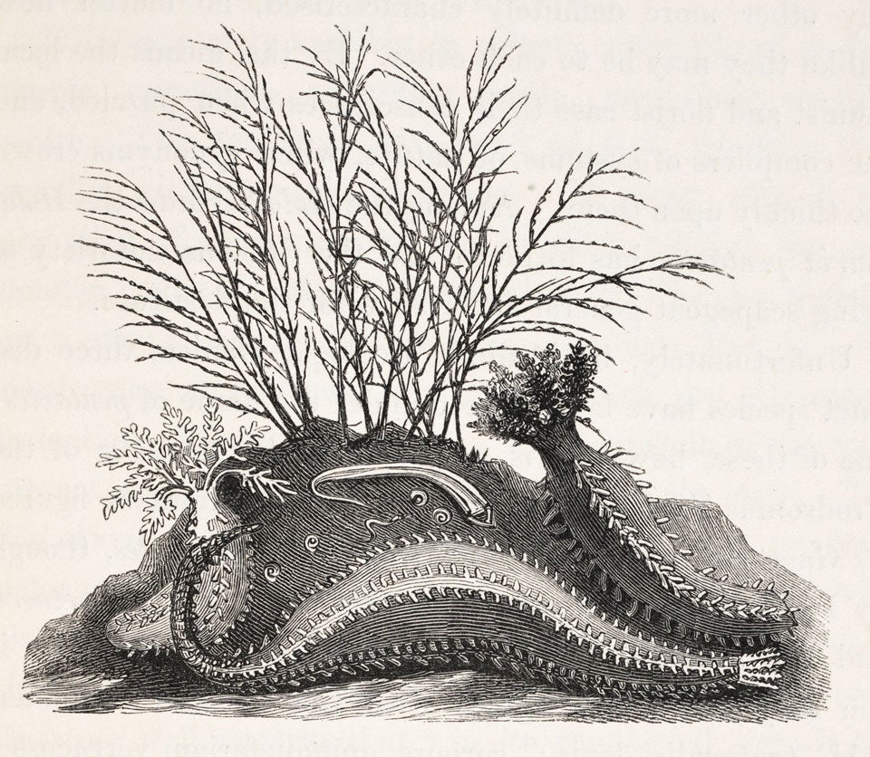 Sea cucumbers. Image source: Forbes, Edward. A History of British Star-Fishes, and Other Animals of the Class Echinodermata. London: John Van Voorst, 1841, p. 213.