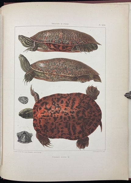 Turtles, hand-colored lithograph after drawings by Jacques Burkhardt, Contributions to the Natural History of the United States of America, by Louis Agassiz, vol. 1, plate 27, 1857 (Linda Hall Libay)