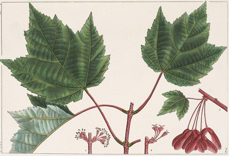 Red-flowering Maple, Acer rubrum, slight cropping of hand-colored engraving by Pancrace Bessa, The North American Sylva: or, A Description of the Forest Trees of the United States, Canada and Nova Scotia, by François-André Michaux, vol. 1, plate 49 1865 (The Linda Hall)
