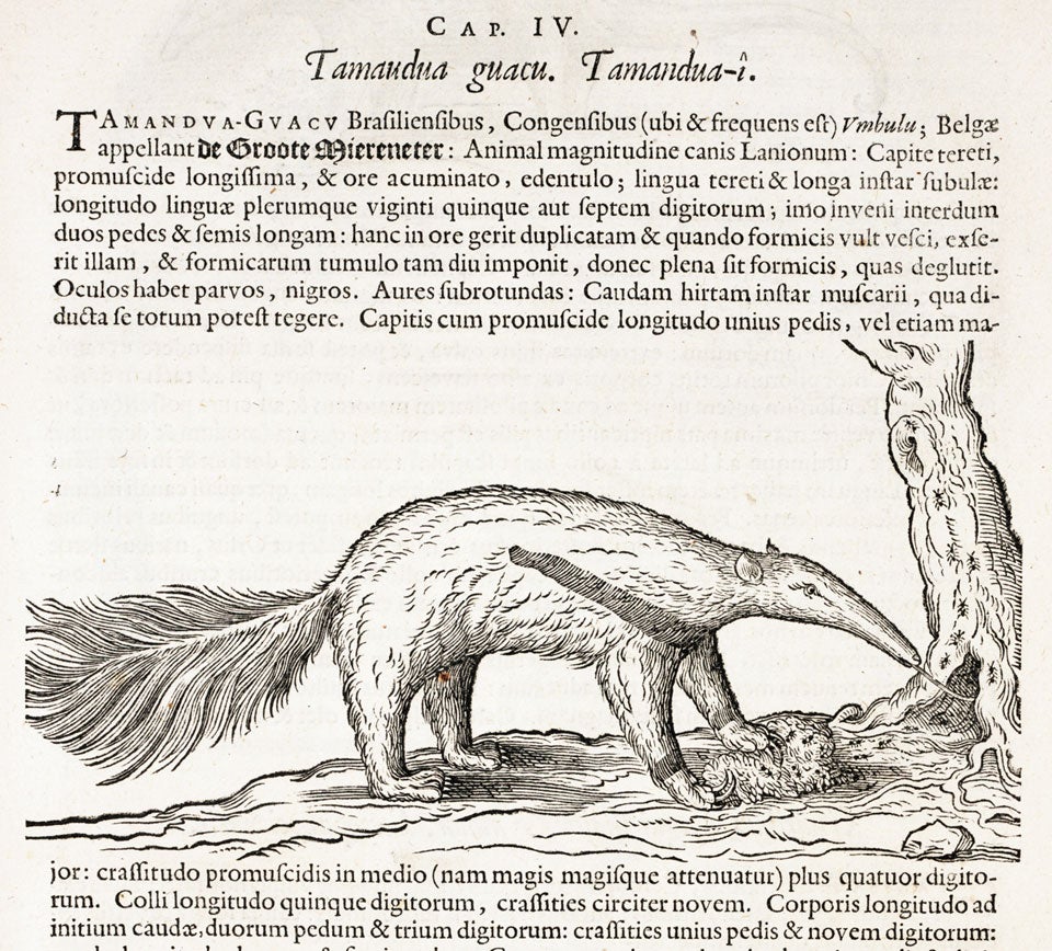 Great anteater. Image source: Piso, Willem. Historia naturalis Brasiliae. Leiden; Amsterdam: apud F. Hackium; L. Elzevirium, 1648, p. 225.
