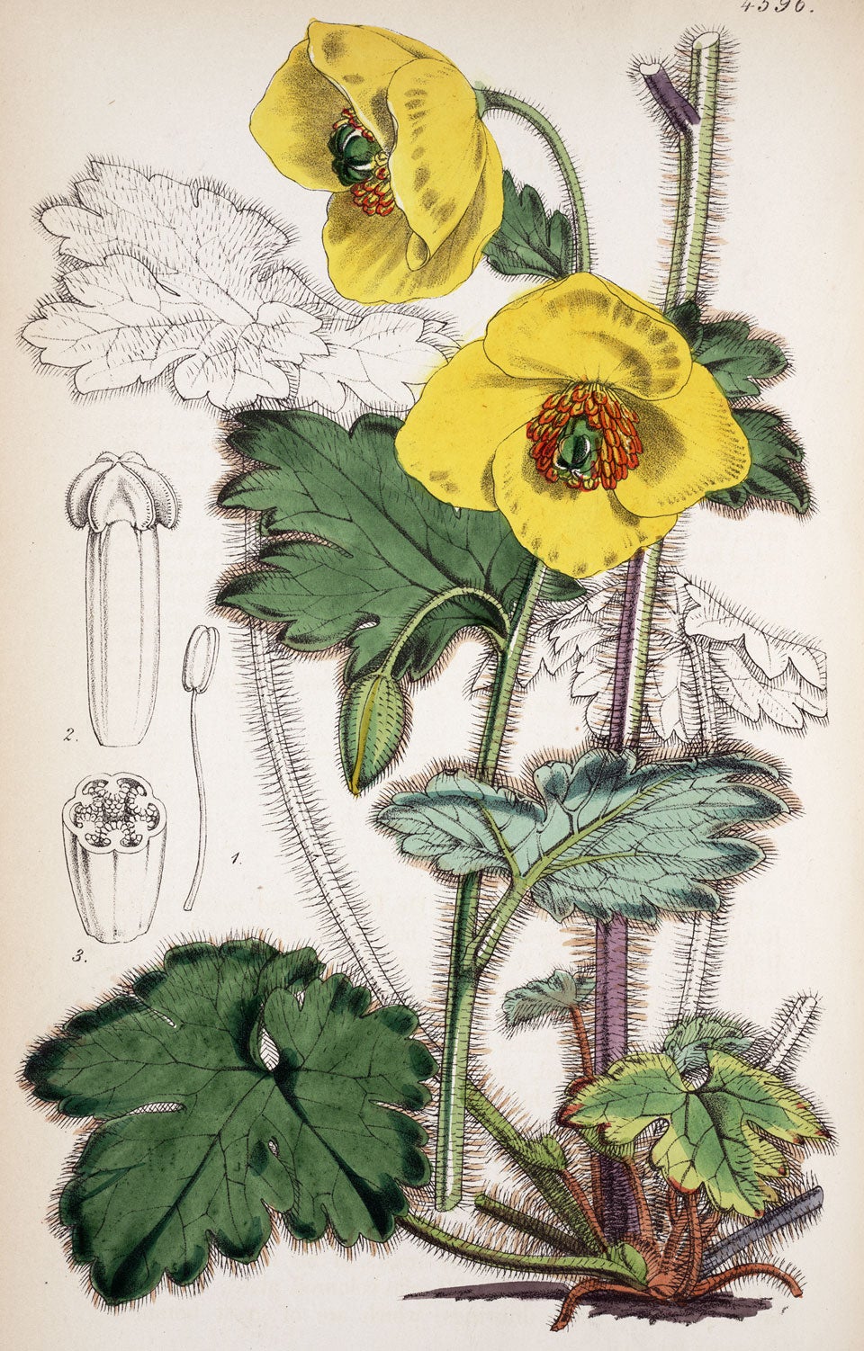 Nepalese Poppy. Image source: Curtis’s Botanical Magazine. London; New York: Academic Press, 1851, pl. 4596.