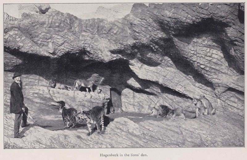 Hagenbeck in the lions’ den, Beasts and Men, being Carl Hagenbeck's Experiences for Half a Century among Wild Animals, by Carl Hagenbeck, p. 136, 1909 (Linda Hall Library)