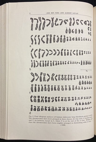 Entire plate showing the 46 chromosomes of four different embryonic cells, photographed and then rearranged, in “The chromosome number of man,” by J.H. Tjio and A. Levan, Hereditas, vol, 42, p. 4, 1956 (The Linda Hall)