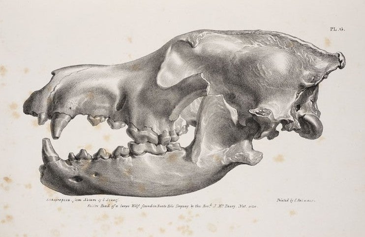 Skull of a fossil wolf. Image source: MacEnery, John. Cavern Researches. London: Simpkin, Marshall and Co., E. Cockrem, 1859, pl. G.