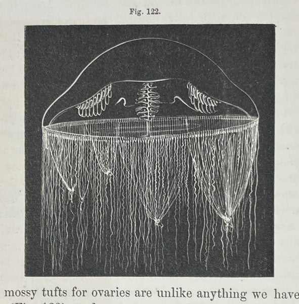Ptychogena lactea, a jellyfish, drawing by Alexander Agassiz, Seaside Studies in Natural History, by Elizabeth Agassiz and Alexander Agassiz, p. 86, fig. 122, 1865 (Linda Hall Library)