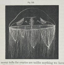 Ptychogena lactea, a jellyfish, drawing by Alexander Agassiz, Seaside Studies in Natural History, by Elizabeth Agassiz and Alexander Agassiz, p. 86, fig. 122, 1865 (Linda Hall Library)