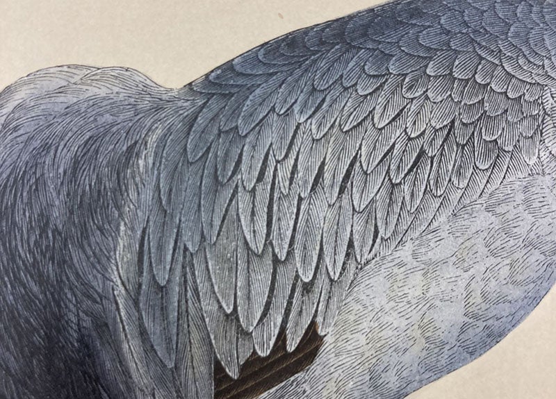 Detail of fourth image, back of a crane, colored wood engraving by Benjamin Fawcett, A History of British Birds, by Francis Orpen Morris, vol. 4, plate 195, p. 87, 1855 (Linda Hall Library)