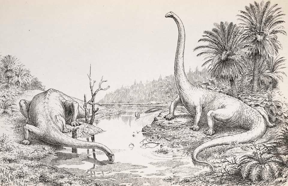The form and attitudes of Diplodocus. This work was on display in the original exhibition as item 25. Image source: Hay, Oliver P. "On the manner of locomotion of the dinosaurs, especially Diplodocus, with remarks on the origin of the birds," in: Proceedings of the Washington Academy of Sciences, vol. 12 (1910), pl. 1. 