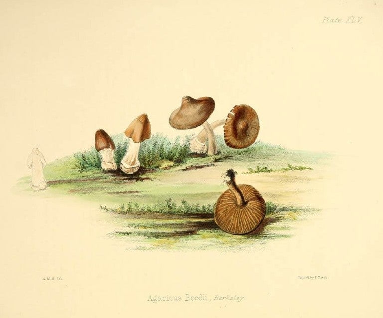 Agaricus reedii. This species was named for Hussey using her maiden name Reed, by Miles Joseph Berkeley. Image source: Hussey, Anna Maria. Illustrations of British Mycology. Vol. 2, London: Reeve, Benham and Reeve, 1847, pl. 45.