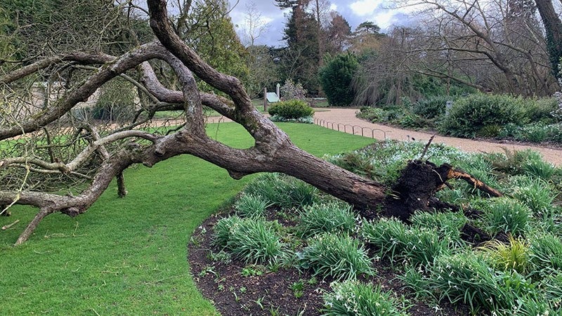 Scion of the apple tree at Woolsthorpe, blown down in a storm, 2022, Cambridge University Botanical Garden (botanic.cam.ac.uk)