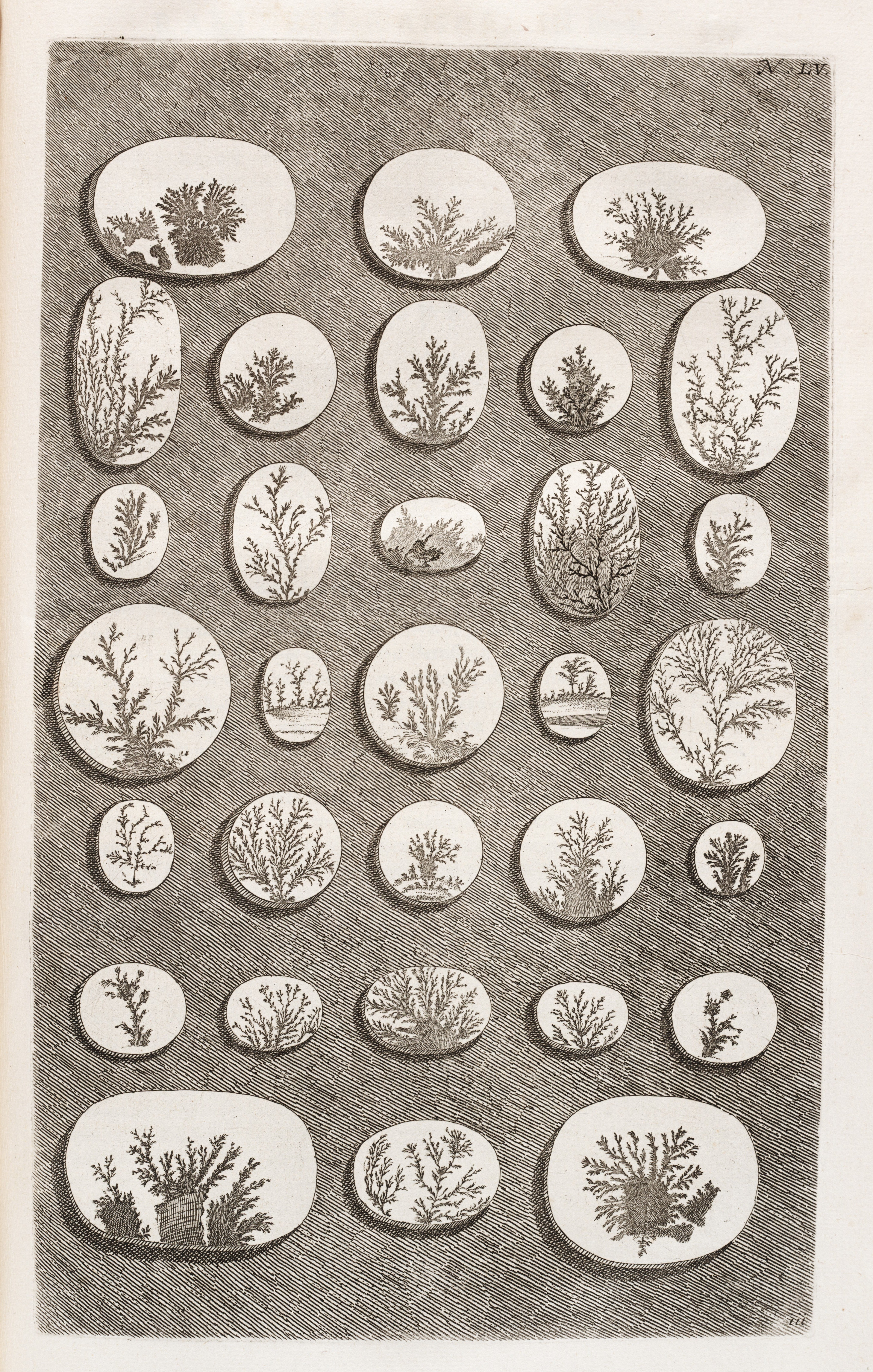 Merian's ghost illustration of rock faces fissures for Rumpf. Image source: Rumpf, Georg Eberhard, and Sipman. D’Amboinsche rariteitkamer. Amsterdam: Jan Roman de Jonge, 1741.