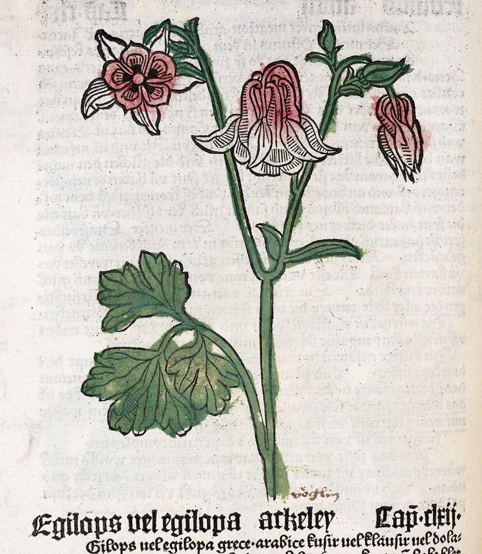 Columbine. Image source: Gart der Gesundheit. Mainz: Peter Schoeffer, 1485. 