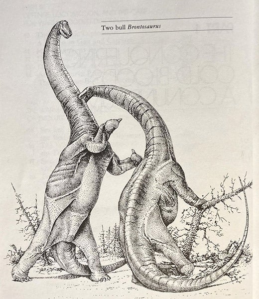 Two bull Brontosaurus, drawing by Robert Bakker, in his The Dinosaur Heresies: New Theories Unlocking the Mystery of the Dinosaurs and their Extinction, p. 14, 1986 (author’s copy)