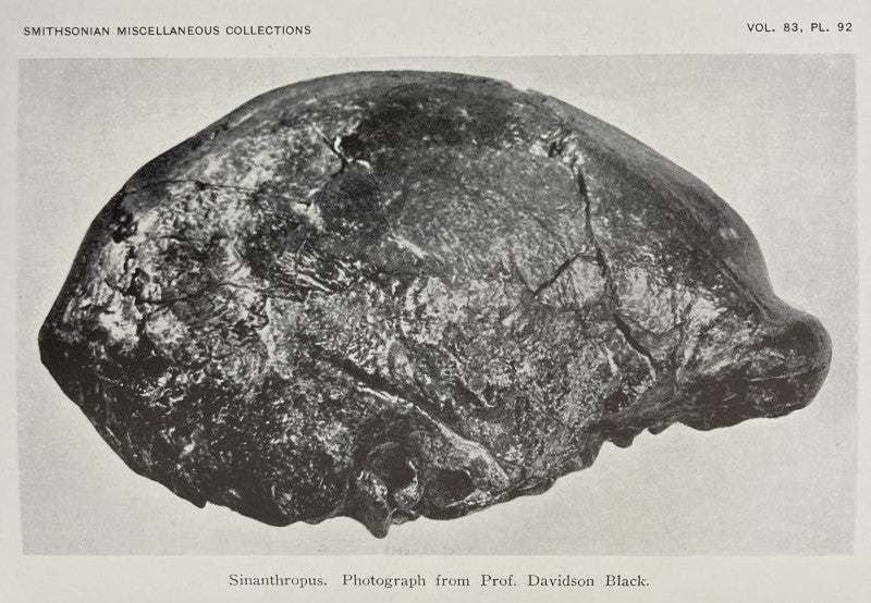 Peking Man skullcap, photograph by Davidson Black, added at the last minute to the final pages of The Skeletal Remains of Early Man, by Aleš Hrdlickǎ, 1930 (Linda Hall Library)