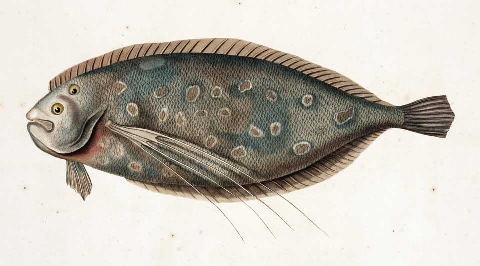 Turbot. Freycinet, Louis Claude Desaulses de. Voyage autour du monde... exécuté sur les corvettes de S. M. L’Uranie et la Physicienne, pendant les années 1817, 1818, 1819 et 1820. Zoologie: planches. Paris: Imprimerie royale, 1824, pl. 50.