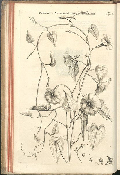 Convolvulvus Americanum, bindweed, engraving after Jan or Maria Moninckx, Horti medici amstelodamensis, by Jan Commelin, vol. 1, fig. 8, 1697 (Linda Hall Library)