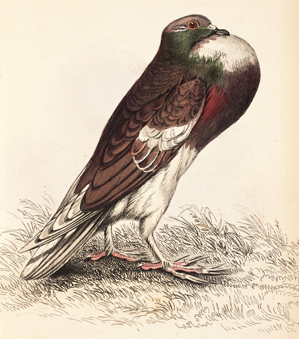 Pouter pigeon. Image source: Selby, Prideaux John. The Natural History of Pigeons. Edinburgh: W.H. Lizars...; S. Highley..., London; and W. Curry jun. and Co. Dublin., 1835, pl. 15.