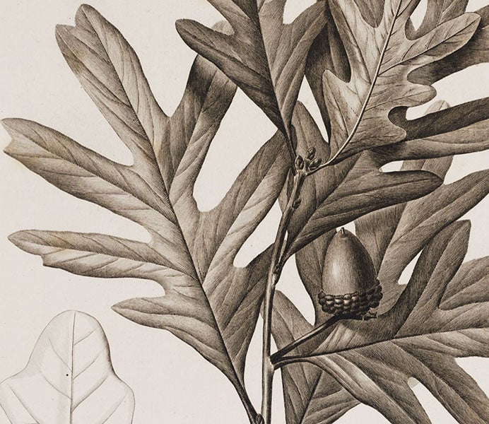 Querus alba (white oak), detail of an engraving after a drawing by Pierre-Joseph Redouté, in Histoire des chênes de l'Amérique, by André Michaux, plate 5, 1801 (Linda Hall Library)