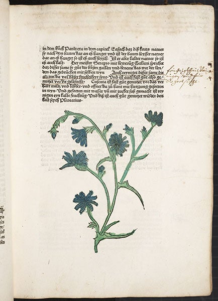 Chicory, hand-colored woodcut, [Gart der Gesundheit], printed by Peter Schoeffer, Mainz, chap. 93, 1485 (Linda Hall Library)