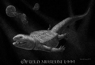 Placodont, new species. Black India ink and white acrylic ink on white museum board, 11.5 x 16 in. Image source: Field Museum, 1999.