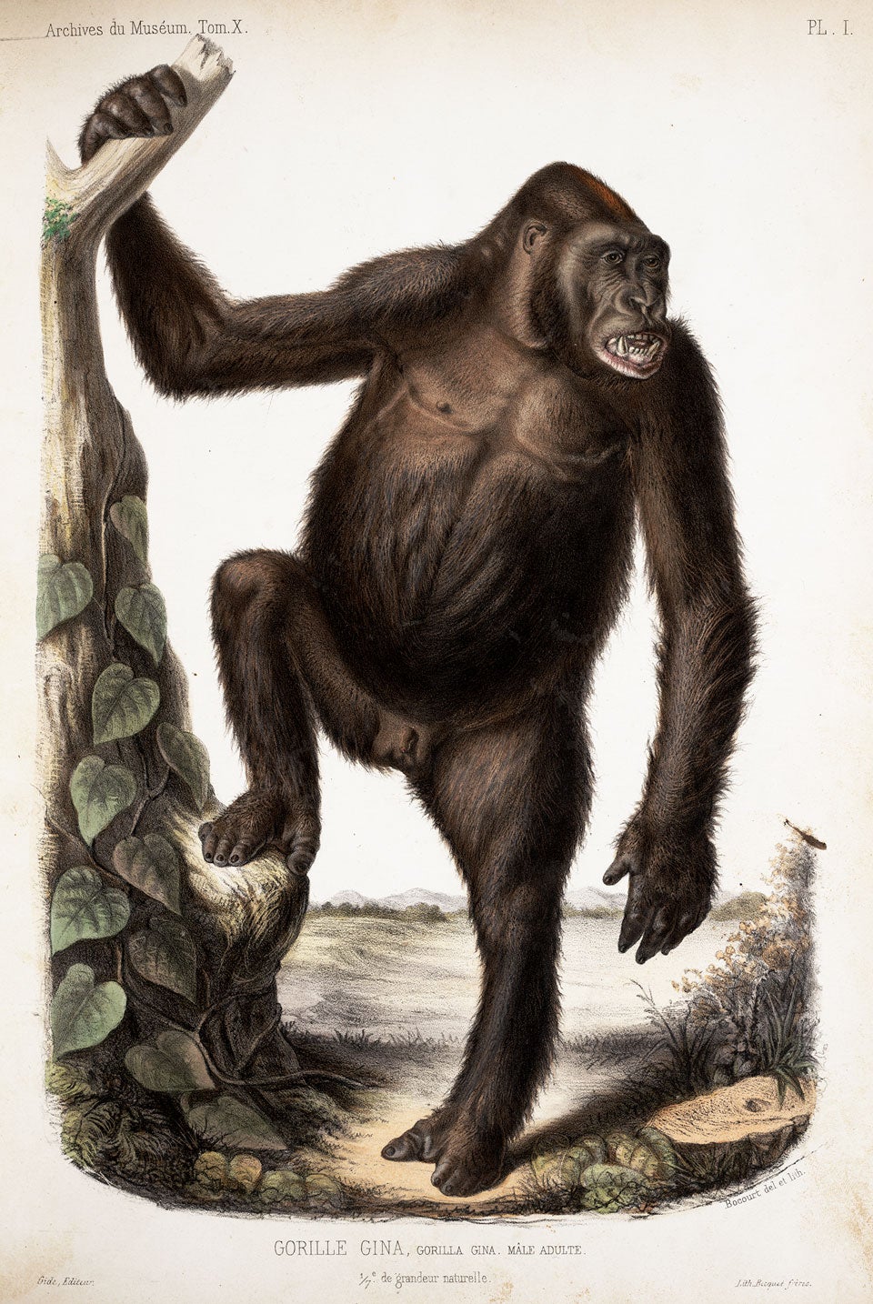 Gorilla, by Marie Firmin Bocourt. Image source: Geoffroy Saint-Hilaire, Isidore. “Description des mammifères nouveaux....  Quatrième Mémoire, Famille des singes, second supplément.” Archives du Muséum d’Histoire Naturelle, vol. 10, 1861, pl. 1.