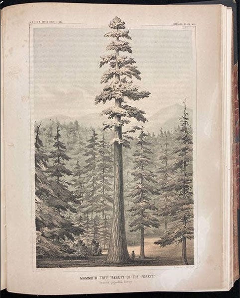 “Beauty of the Forest,” a sequoia, chromolithograph after a sketch by William P. Blake, in Pacific Railroad Reports, vol. 5, plate 13, p. 258, 1855 (The Linda Hall)