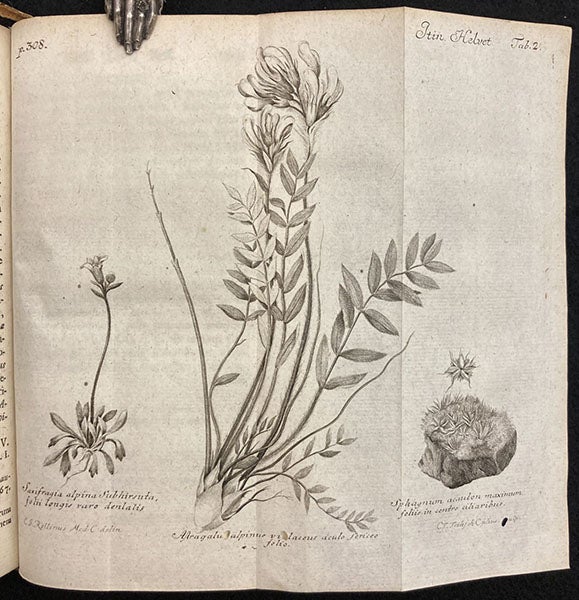 Astragalus alpina, Alpine Milkvetch, Opuscula sua botanica, by Albrecht Von Haller, p. 308, 1749 (The Linda Hall)