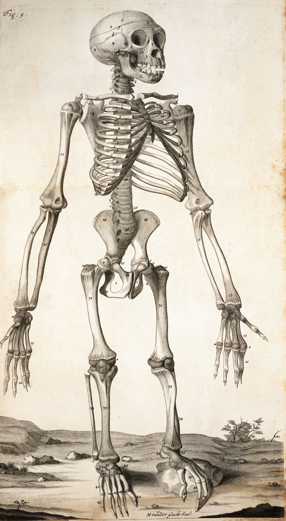 Chimpanzee skeleton. Image source: Tyson, Edward. Orang-Outang, Sive Homo Sylvestris. London: Printed for Thomas Bennet ... and Daniel Brown, 1699, pl. 5.
