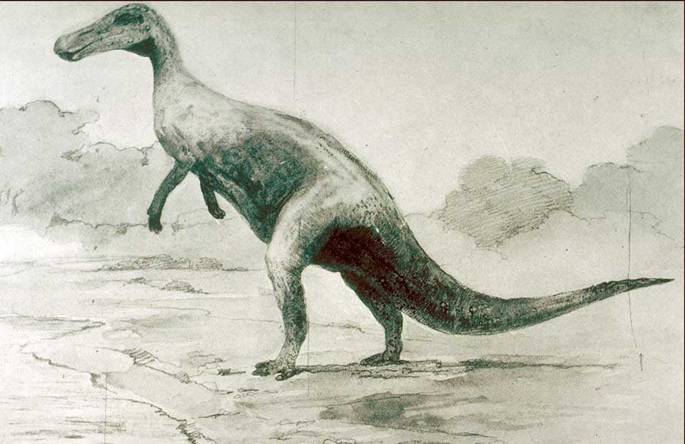 Thespesius illustration by Knight. This work was on display in the original exhibition as item 27. Image source: Lucas, Frederick A. "The Dinosaurs or terrible lizards," in: Annual Report of the Board of Regents of the Smithsonian Institution, for the year ending June 30, 1901, pl. 2. 