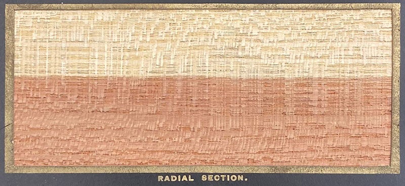 Detail of the radial section of Gleditschia tricanthos, Honey Locust, The American Woods, Exhibited by Actual Specimens and with Copious Explanatory Text, by Romeyn Beck Hough, vol. 2, card 28, 1891 (The Linda Hall)