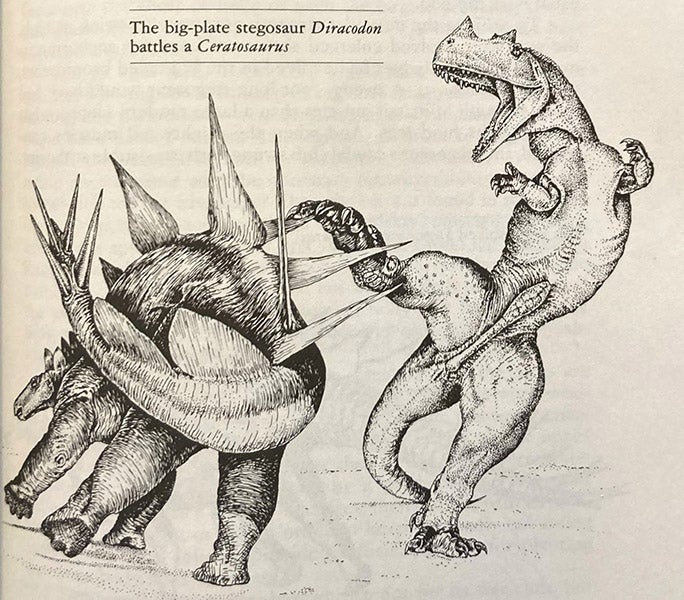 Diracodon battling a Ceratosaurus, drawing by Robert Bakker, in his The Dinosaur Heresies: New Theories Unlocking the Mystery of the Dinosaurs and their Extinction, p. 227, 1986 (author’s copy)