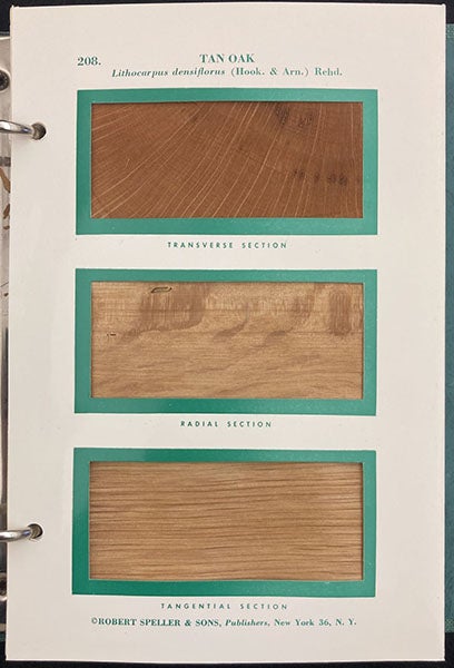Card containing slices of Tan Oak, Hough's Encyclopaedia of American Woods, by Elwood S. Harrar, vol. 9, card 208, 1957-2004 (The Linda Hall)