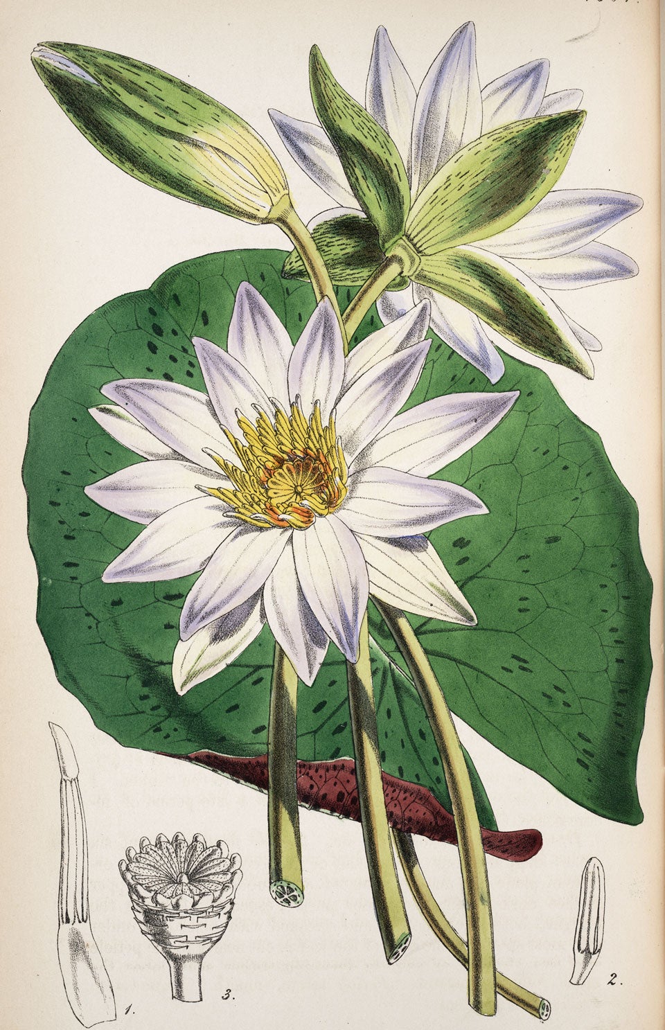 Tropical Royal-blue Water-lily from New Mexico. Image source: Curtis’s Botanical Magazine. London; New York: Academic Press, 1851, pl. 4604.