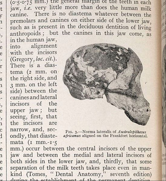 Side view of the Taung skull, with brain cast, detail of photograph from “Australopithecus africanus: The man-ape of South Africa,” by Raymond Dart, Nature, vol. 115, Feb. 7, 1925 (Linda Hall Library)