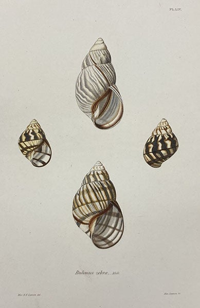 Bulimus zebra, colored engraving in The Terrestrial Air-breathing Mollusks of the United States, by Amos Binney, ed. by Augustus A. Gould, vol. 3 (plate volume), 1857 (Linda Hall Library)