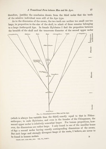 Genealogical tree of men and the apes. Image source: Debois, Eugene. “On Pithecanthropus Erectus: A Transitional Form Between Man and the Apes.” Scientific Transactions of the Royal Dublin Society, ser. 2, vol. 6, no. 1, 1896, p. 17. 