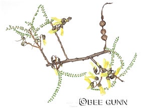 Sophora microphylla or Kowhai of New Zealand in watercolor.