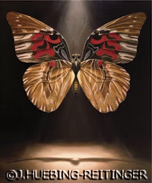 "Hope" the Butterfly, Anetia thirza. Oil on canvas, 7.5' x 9'. Image source: Created at the Kansas City Zoo, Kansas City, Missouri, 2004.