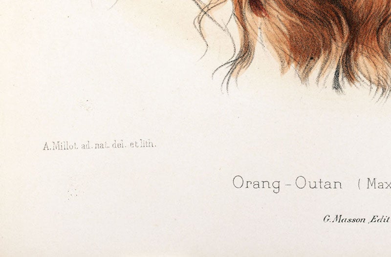 Signature of Adolphe Millot, detail of sixth image, plate 10, hand-colored lithograph by Adolphe Millot, in Nouvelles Archives du Muséum d’Histoire Naturelle, ser. 3, vol. 7, 1895 (Linda Hall Library)