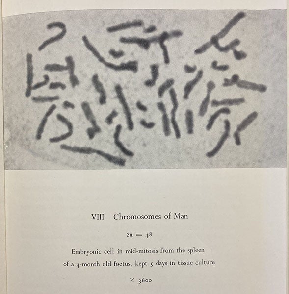 Photograph purportedly showing 48 human chromosomes, but which in fact contains only 46, in C.D. Darlington, The Facts of Life, p. 288, 1953 (The Linda Hall)