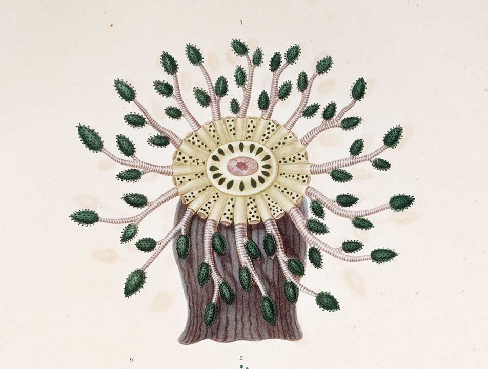 Sea anemone. Image source: Dumont d’Urville, Jules-Sébastien-César. Voyage de la corvette l’Astrolabe… pendant les années 1826-1827-1828-1829. Part III-IV, vol. 3, Atlas, Paris: J. Tastu, Editeur-Imprimeur, 1830, pl. 10.
