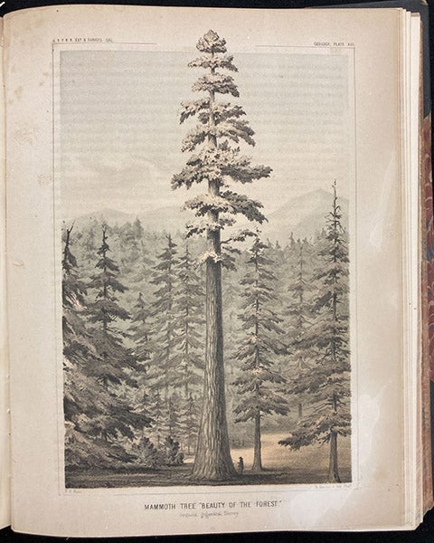 Mammoth Tree “Beauty of the Forest,” a sequoia, chromolithograph after a sketch by William P. Blake, in Report of Explorations in California for Railroad Routes, by Robert S. Williamson (Pacific Railroad Reports, vol. 5), plate 13, p. 258, 1855 (Linda Hall Library)