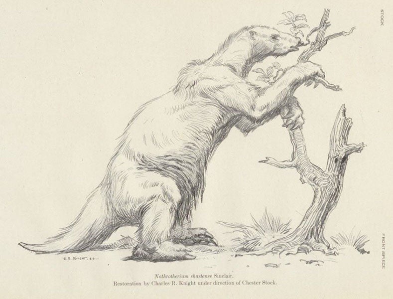 Life restoration of Nothrotherium shastense, charcoal drawing by Charles Knight, in Cenozoic Gravigrade Edentates of Western North America, by Chester Stock, frontispiece, plate 1, 1925 (Linda Hall Library)