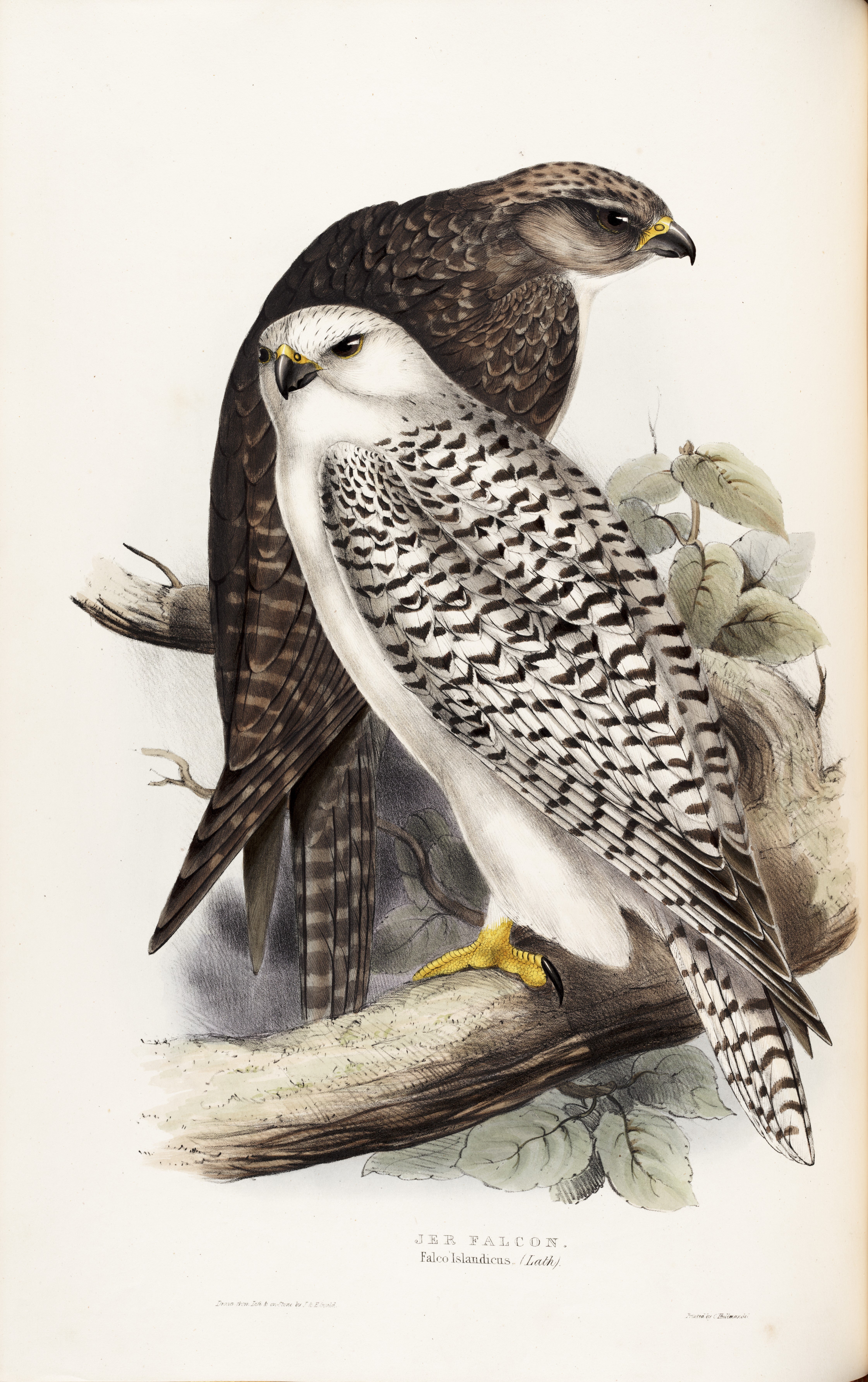Jer Falcon, Falco islandicus. Image source: Gould, John, and Elizabeth Gould. The Birds of Europe. Vol. 1, London: Printed by Richard and John E. Taylor, Published by the author, 1837, pl. 19.