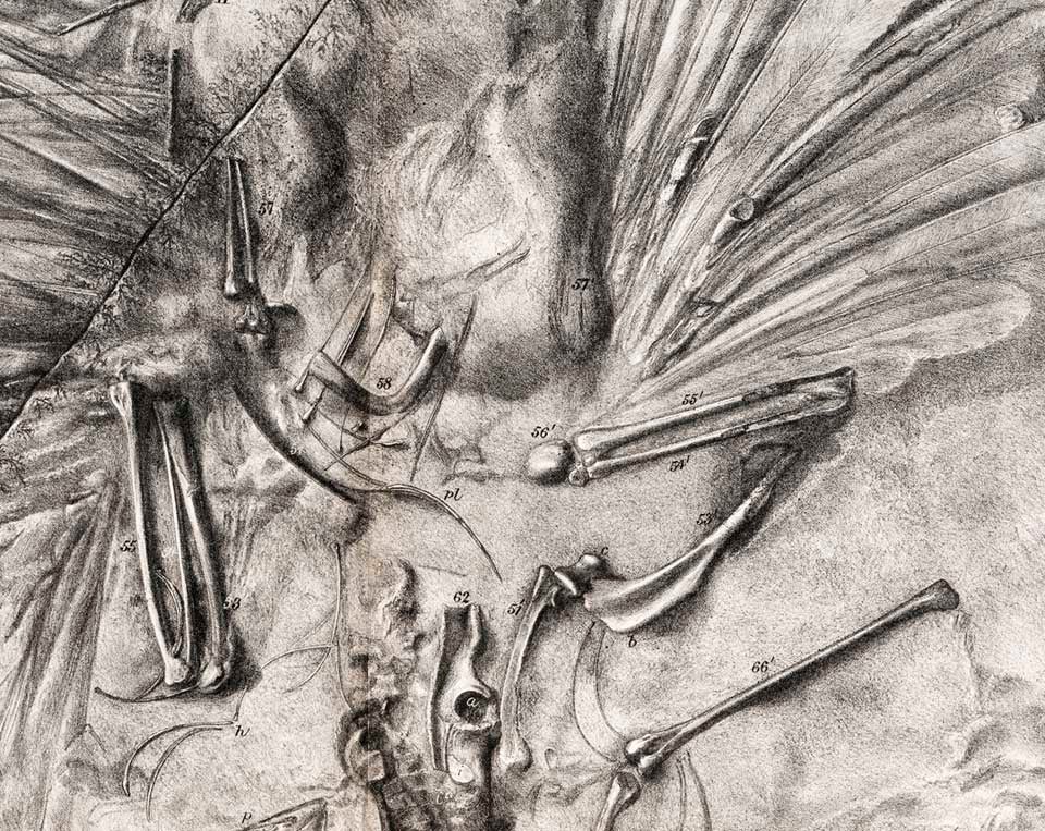 Detail of the Archaeopteryx lithographica plate. This work was on display in the original exhibition as item 14. Image source: Owen, Richard. "On the Archeopteryx of von Meyer, with a decription of the Fossil Remains of a Long-tailed species, from the Lithographic Stone of Solenhofen," in: Philosophical Transactions of the Royal Society of London, vol. 153 (1863), pl. 1.