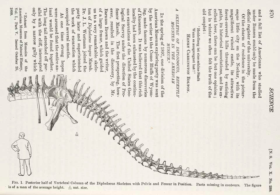 Diplodocus skeleton with man of average height for comparison. This work is part of our History of Science Collection, but it was NOT included in the original exhibition. Image source: Osborn, Henry Fairfield. "A skeleton of Diplodocus, recently mounted in the American Museum," in: Science, new series, vol. 10 (1899), p. 870.