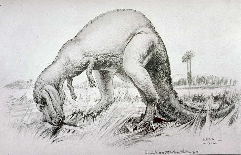 Restoration of Ceratosaurus. This work was on display in the original exhibition as item 31. Image source: Gilmore, Charles W. Osteology of the carnivorous Dinosauria in the United States National Museum, with special reference to the genera Antrodemus (Allosaurus) and Ceratosaurus. Washington: Government Printing Office, 1920. Series: Smithsonian Institution. United States National Museum. Bulletin 110, pl. 28.