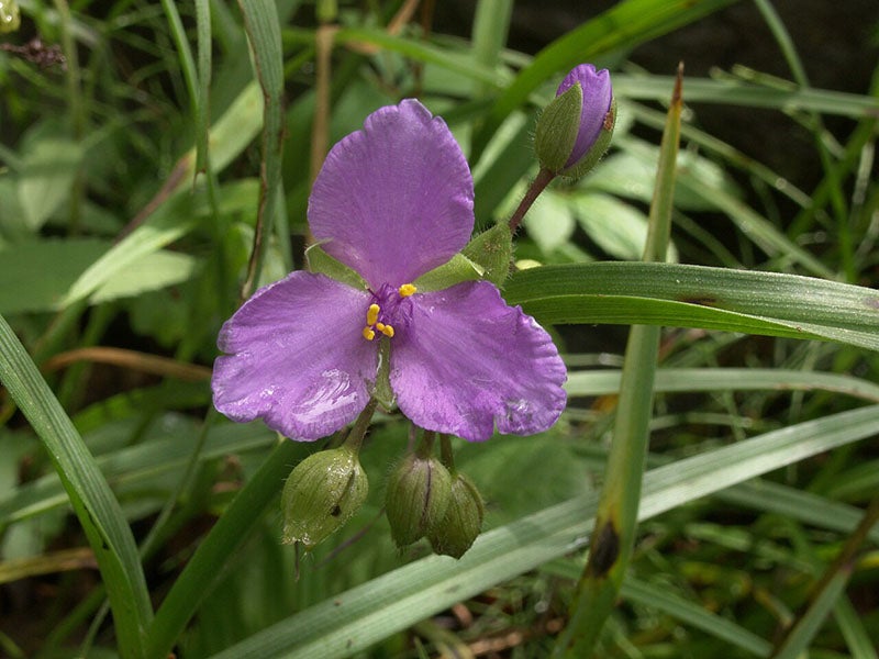 Virginia spiderwort, Tradescantia virginiana, named after both Tradescants by Carl Linnaeus in 1752 (Wikimedia commons)